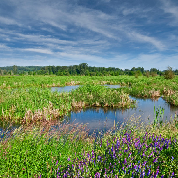 wetland