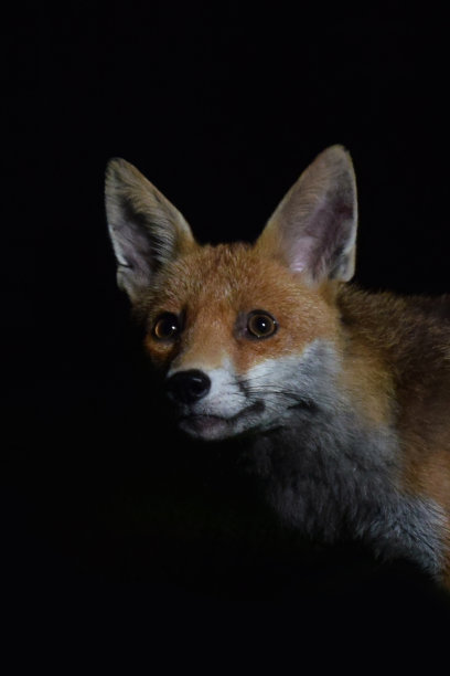 foxface