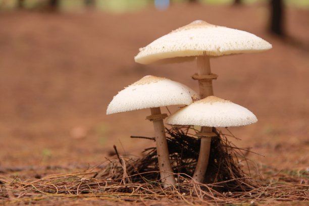 菌菇菇培育
