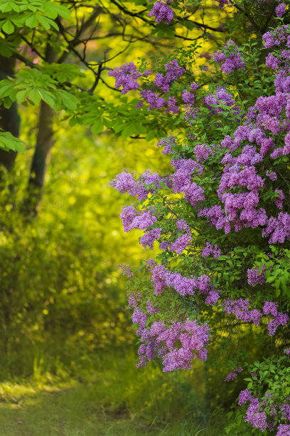 雌蕊和雄蕊花艺