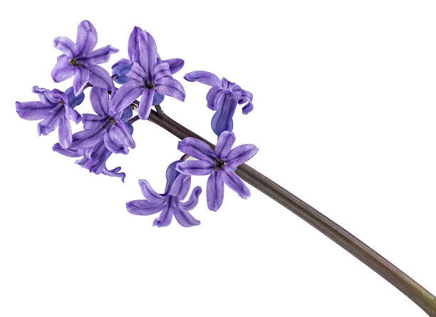 hyacinth