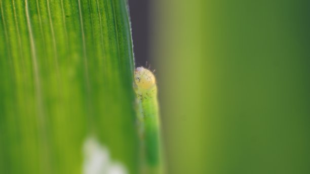 草地上的毛毛虫