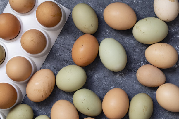 卵,蛋白质,田园风光