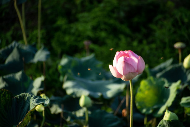 一点红鲜花鲜花卉