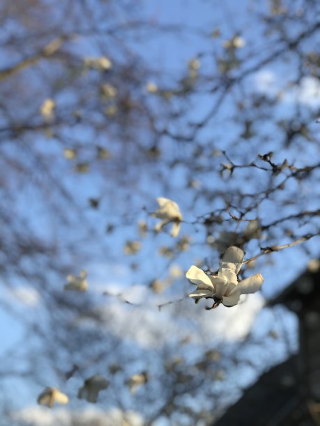 枝头石榴花