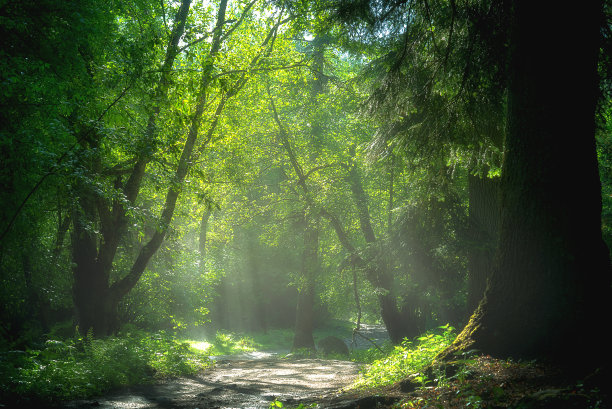 woods