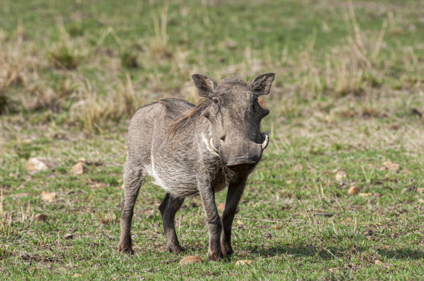 phacochoerus