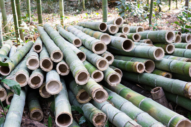 bamboo