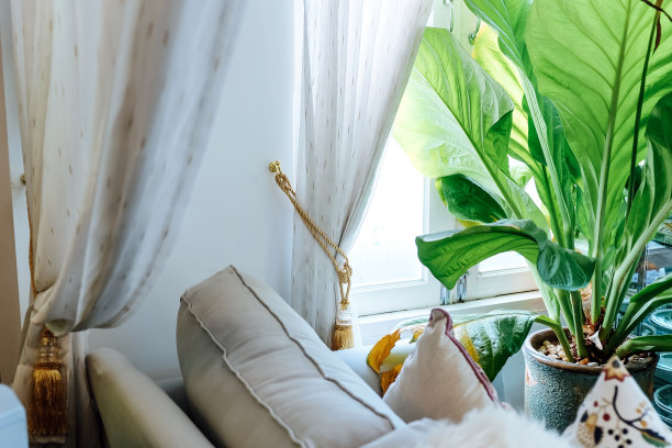 芭蕉叶沙发背景