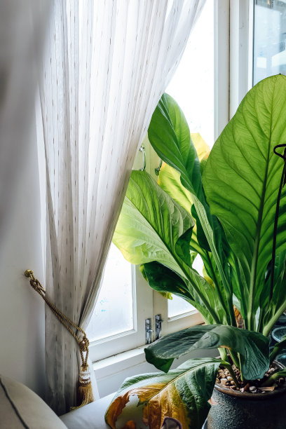 芭蕉叶沙发背景