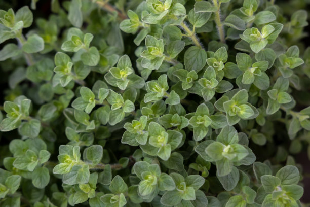 oregano