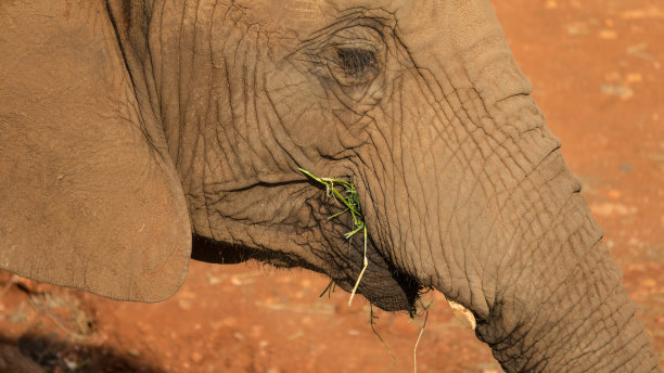 pachyderm