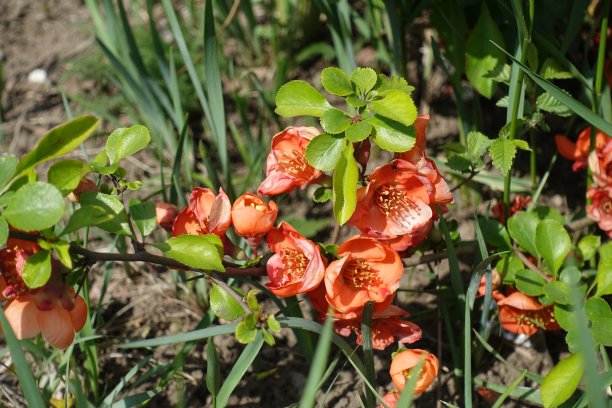 chaenomeles
