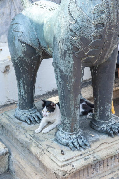 寺庙的猫