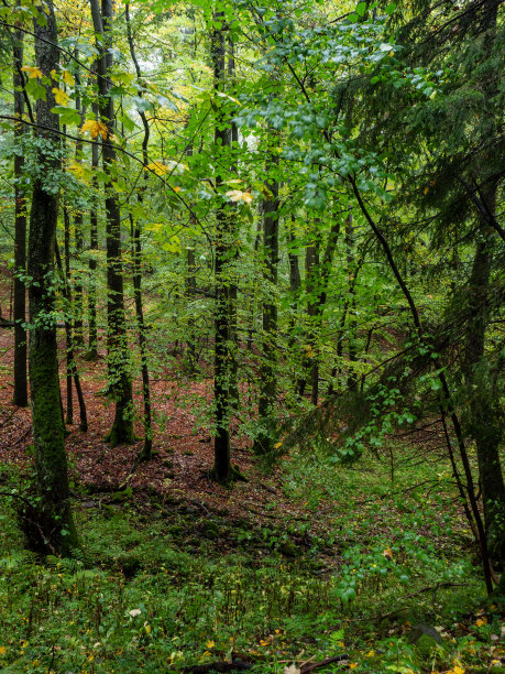 rhön