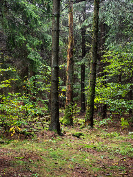 rhön