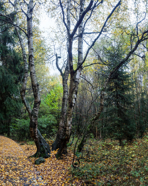 rhön