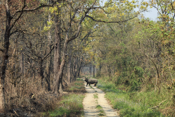 chitwan