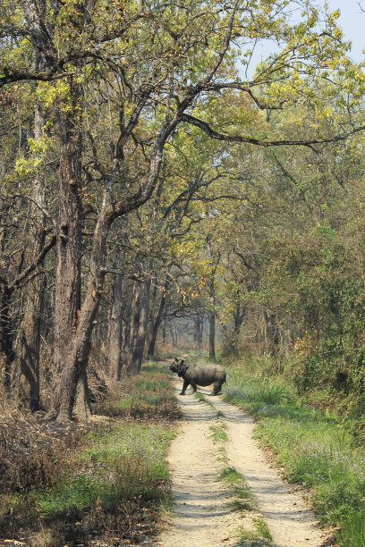 chitwan
