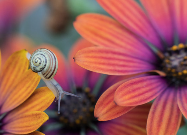 微距摄影蜗牛