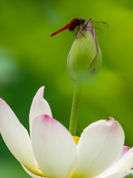 池塘上飞舞的蜻蜓