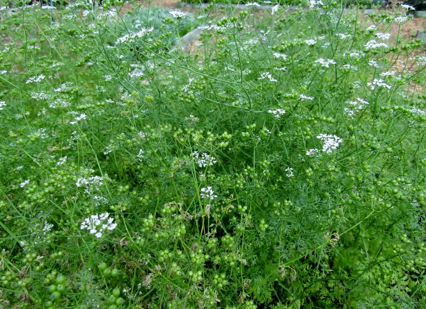 香菜花开