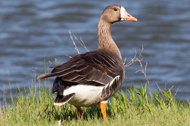 branta