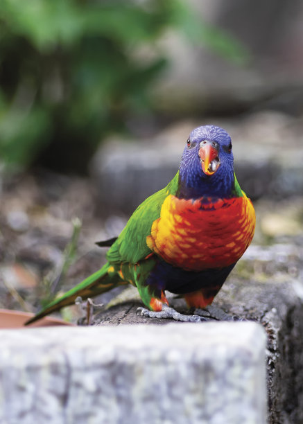 lorikeets