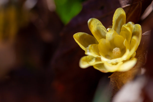 蜡梅