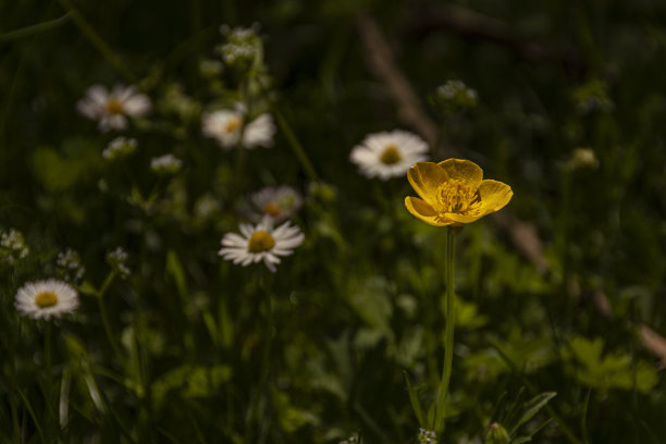 雌蕊和雄蕊花艺