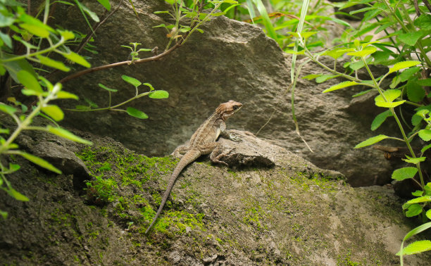 reptilia