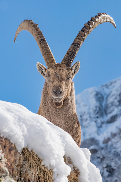 雪山与羊