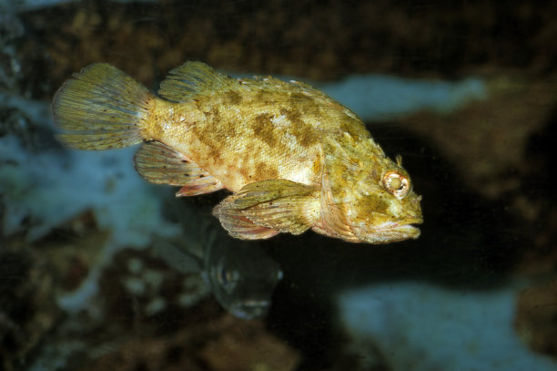 pterois