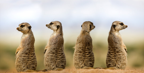 meerkat