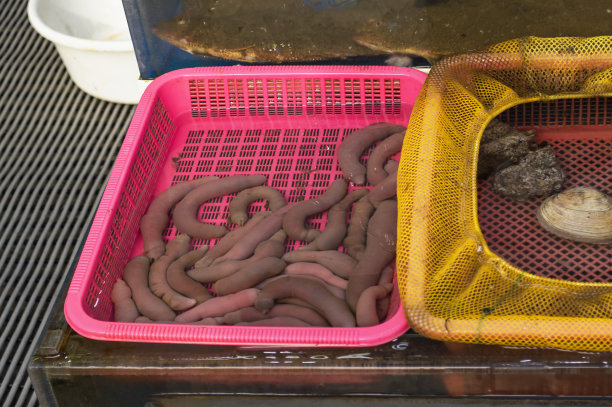 海参美食