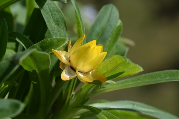 蔬菜花卉育苗