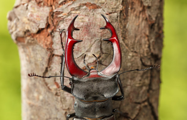 horned
