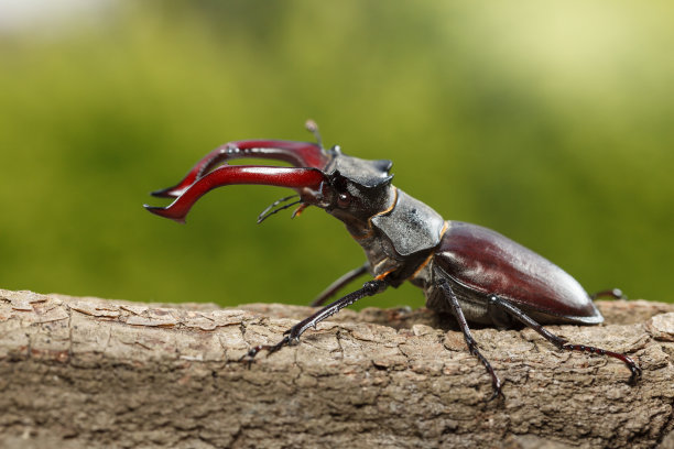 lucanus
