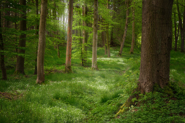 森林绿覆盖