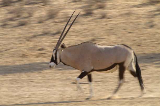 gemsbok