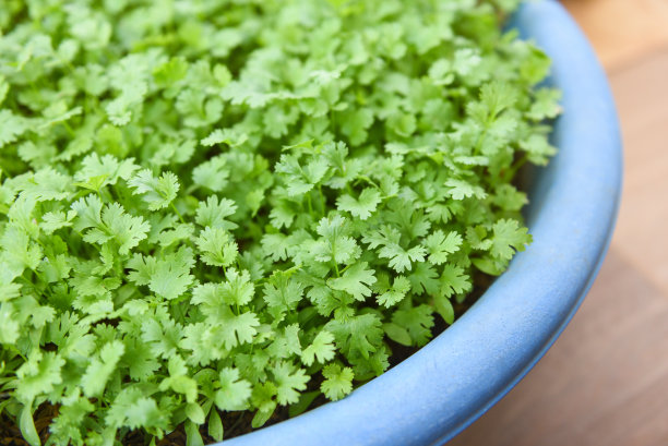 cilantro