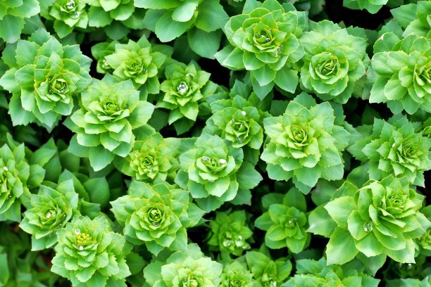 rhodiola