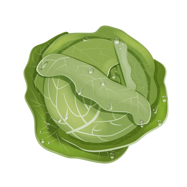 卡通风格的圆白菜插画