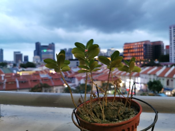 屋顶上的植物
