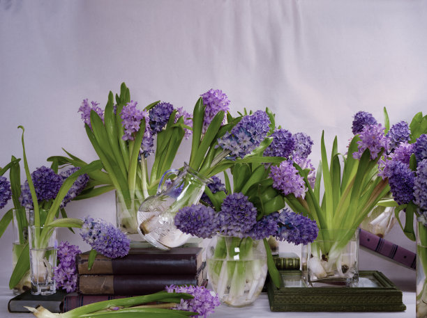 hyacinth
