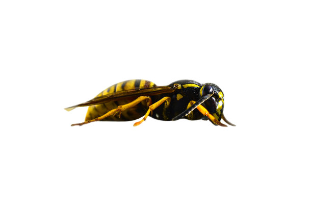 hornets