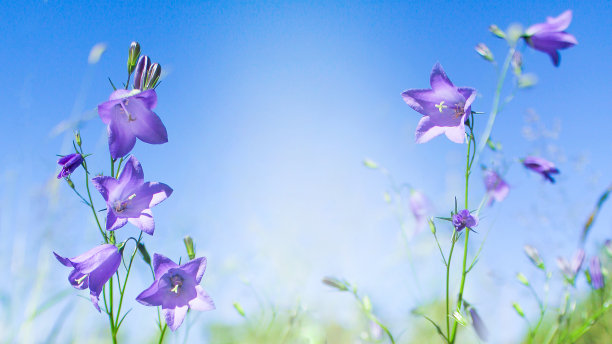 hyacinthoides
