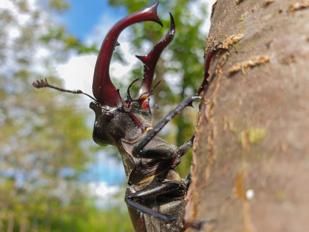 lucanus
