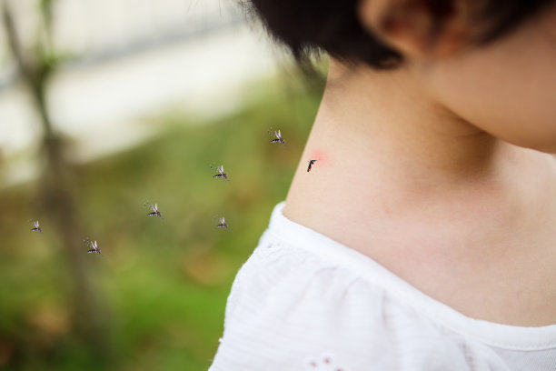 mosquito