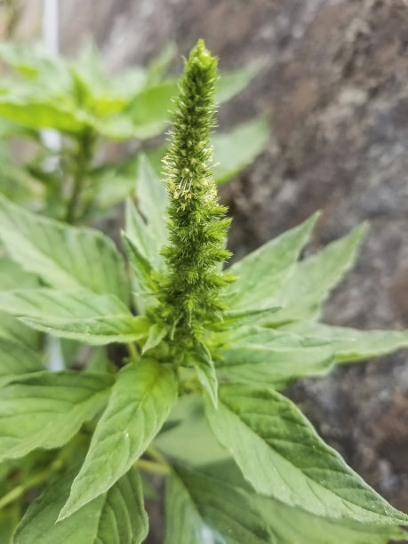gomphrena